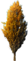 Gold Columnar Beech